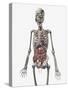 Human Skeletal System with Organs of the Digestive System Visible-Stocktrek Images-Stretched Canvas