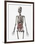 Human Skeletal System with Organs of the Digestive System Visible-Stocktrek Images-Framed Art Print