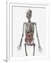 Human Skeletal System with Organs of the Digestive System Visible-Stocktrek Images-Framed Art Print