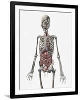 Human Skeletal System with Organs of the Digestive System Visible-Stocktrek Images-Framed Art Print