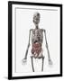 Human Skeletal System with Organs of the Digestive System Visible-Stocktrek Images-Framed Art Print