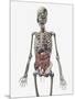 Human Skeletal System with Organs of the Digestive System Visible-Stocktrek Images-Mounted Art Print