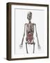 Human Skeletal System with Organs of the Digestive System Visible-Stocktrek Images-Framed Art Print