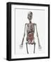 Human Skeletal System with Organs of the Digestive System Visible-Stocktrek Images-Framed Art Print