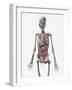 Human Skeletal System with Organs of the Digestive System Visible-Stocktrek Images-Framed Art Print