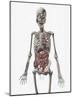 Human Skeletal System with Organs of the Digestive System Visible-Stocktrek Images-Mounted Art Print