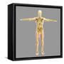 Human Skeletal System-Stocktrek Images-Framed Stretched Canvas