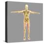 Human Skeletal System-Stocktrek Images-Stretched Canvas