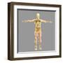 Human Skeletal System-Stocktrek Images-Framed Art Print