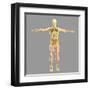 Human Skeletal System-Stocktrek Images-Framed Art Print