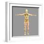 Human Skeletal System-Stocktrek Images-Framed Art Print