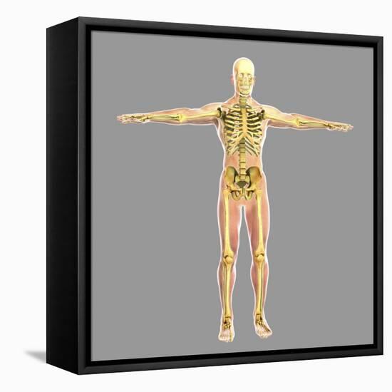 Human Skeletal System-Stocktrek Images-Framed Stretched Canvas