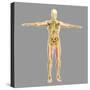 Human Skeletal System-Stocktrek Images-Stretched Canvas