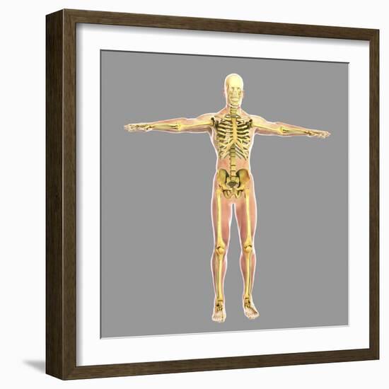 Human Skeletal System-Stocktrek Images-Framed Art Print