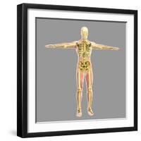 Human Skeletal System-Stocktrek Images-Framed Art Print