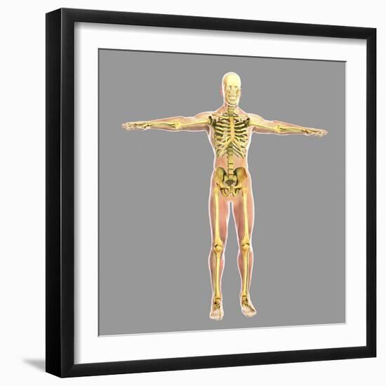 Human Skeletal System-Stocktrek Images-Framed Art Print