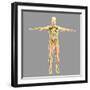 Human Skeletal System-Stocktrek Images-Framed Art Print