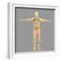 Human Skeletal System-Stocktrek Images-Framed Art Print