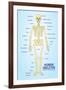 Human Skeleton Anatomy Anatomical Ch-null-Framed Art Print