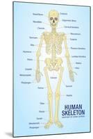 Human Skeleton Anatomy Anatomical Ch-null-Mounted Art Print