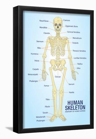 Human Skeleton Anatomy Anatomical Chart Poster Print-null-Framed Poster