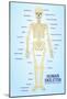 Human Skeleton Anatomy Anatomical Chart Poster Print-null-Mounted Poster