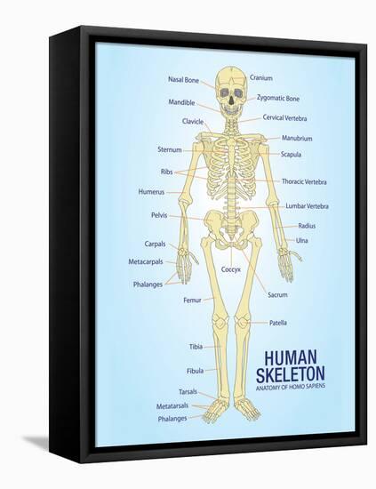 Human Skeleton Anatomy Anatomical Chart Poster Print-null-Framed Stretched Canvas