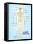 Human Skeleton Anatomy Anatomical Chart Poster Print-null-Framed Stretched Canvas