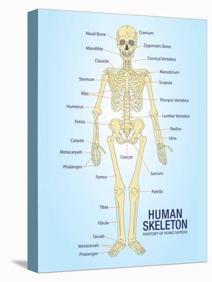 Human Skeleton Anatomy Anatomical Chart Poster Print-null-Stretched Canvas