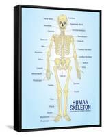 Human Skeleton Anatomy Anatomical Chart Poster Print-null-Framed Stretched Canvas