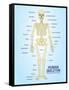 Human Skeleton Anatomy Anatomical Chart Poster Print-null-Framed Stretched Canvas