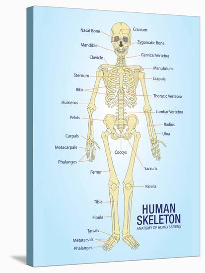 Human Skeleton Anatomy Anatomical Chart Poster Print-null-Stretched Canvas