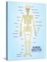 Human Skeleton Anatomy Anatomical Chart Poster Print-null-Stretched Canvas