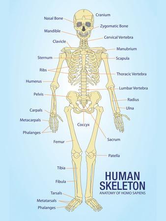 https://imgc.allpostersimages.com/img/posters/human-skeleton-anatomy-anatomical-chart-poster-print_u-L-PXJ65G0.jpg?artPerspective=n