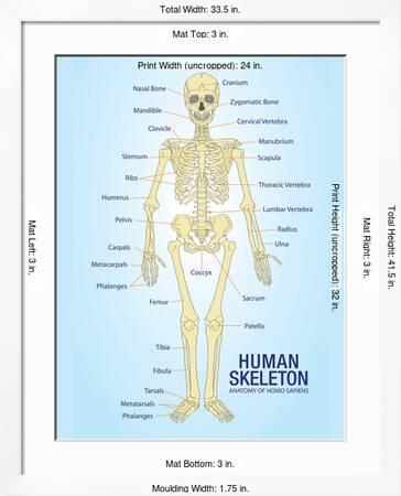 Human Skeleton Anatomy Anatomical Chart Poster Print Posters Allposters Com