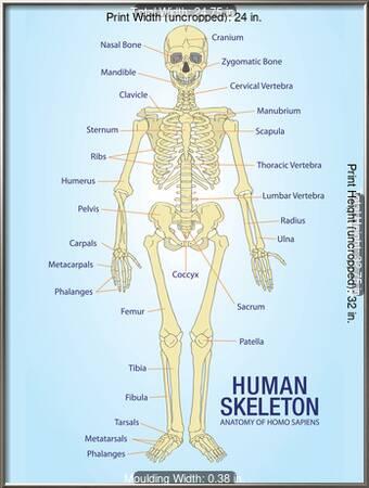Human Bone Anatomy Chart / Skeletal System Anatomical Chart Laminated