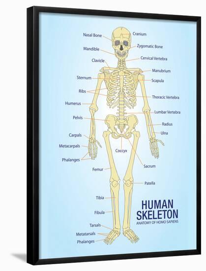 Human Skeleton Anatomy Anatomical Chart Poster Print-null-Framed Poster