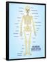 Human Skeleton Anatomy Anatomical Chart Poster Print-null-Framed Poster