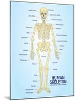 Human Skeleton Anatomy Anatomical Chart Poster Print-null-Mounted Poster