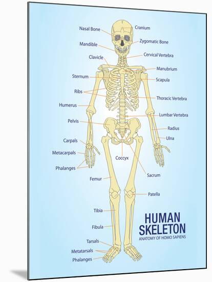 Human Skeleton Anatomy Anatomical Chart Poster Print-null-Mounted Poster