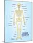 Human Skeleton Anatomy Anatomical Chart Poster Print-null-Mounted Poster