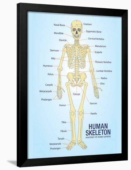 Human Skeleton Anatomy Anatomical Chart Poster Print-null-Framed Poster