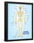Human Skeleton Anatomy Anatomical Chart Poster Print-null-Framed Poster