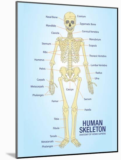 Human Skeleton Anatomy Anatomical Chart Poster Print-null-Mounted Poster