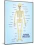 Human Skeleton Anatomy Anatomical Chart Poster Print-null-Mounted Poster