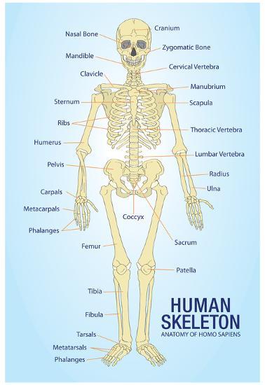 Poster, , large