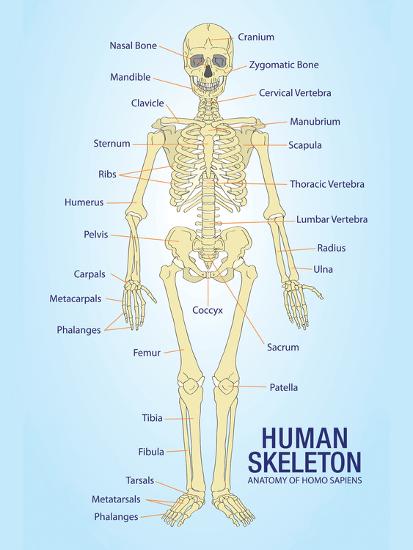 Poster, , large