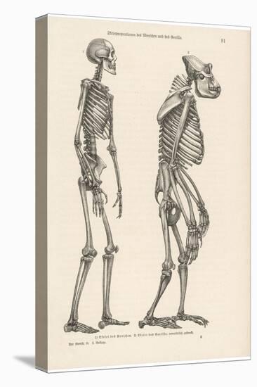 Human Skeleton Compared with That of a Gorilla-null-Stretched Canvas