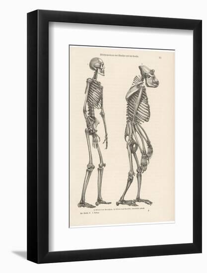 Human Skeleton Compared with That of a Gorilla-null-Framed Photographic Print