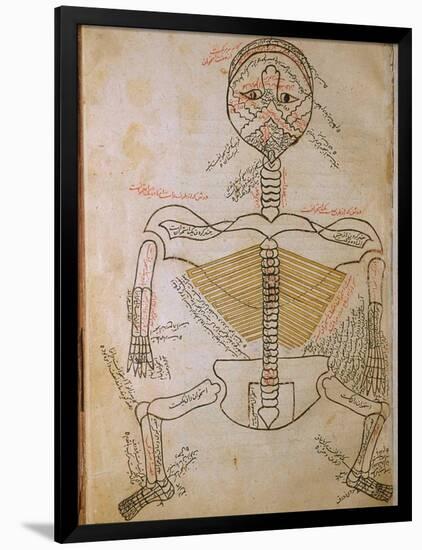 Human Skeleton from Mansur's Anatomy by 15th C. Persian Mansur Ibn Ilyas-null-Framed Art Print